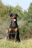 DOBERMANN 211